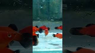 Platy Red wag Aqua live [upl. by Acirtap833]