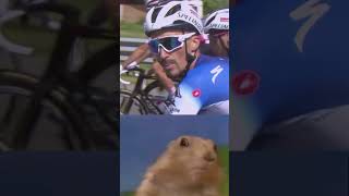 I see no difference between Julian Alaphilippe and the chipmunk 👀 giroditalia giroditalia2024 [upl. by Attwood]