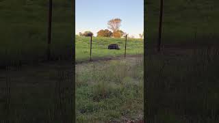 Chickasaw National Recreation Area Veterans Trail prairie bison nature hiking wildlifeviewing [upl. by Eirruc692]