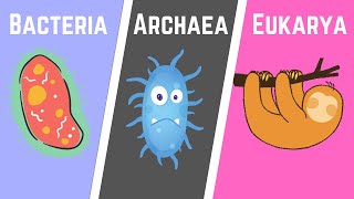 The Three Domains of Life BacteriaArchaeaEukarya [upl. by Eldnek]