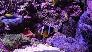 Clarkii Clownfish Feeds Blue Carpet Anemone [upl. by Mcquillin]