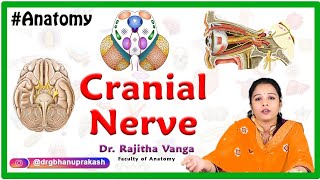 Cranial Nerve III Oculomotor Nerve Anatomy [upl. by Ocsirf]