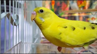 LONELY parakeets HELP the budgies chirp and sing [upl. by Guillema]