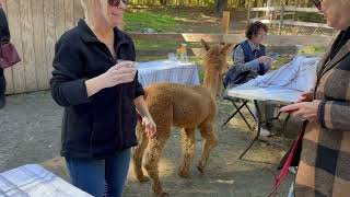 Lunch With The Alpacas  Bracken Hill Farm  Northborough MA [upl. by Nafets]