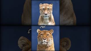 Liger or Tigon shorts factinhindi factmines [upl. by Idnaj]