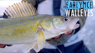 Catching a TON of First Ice Walleyes in SHALLOW Water [upl. by Ociram]