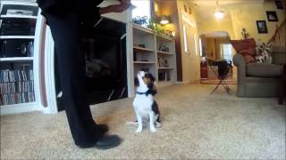 Sammie5 Month Old Cavalier King Charles Spaniel Shows Off Tricks [upl. by Nelly380]