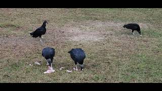 Vulture Squabbling Family Fighting [upl. by Tammi]