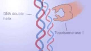 Topoisomerase 1 and 2 [upl. by Brien]