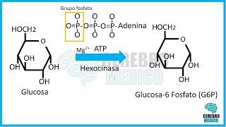 Glucólisis pasos y destino del piruvato fermentación [upl. by Howzell]