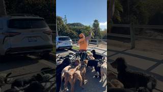 DOGEXCalm dogs✅Poop scooped✅Poops hooped❓funnydogvideos poop dogwalker [upl. by Mendez278]