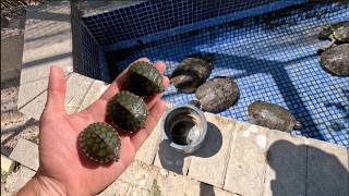 Así de grandes estan las tortugas bebés que nos encontramos el otro día😍🐢 [upl. by Belter570]