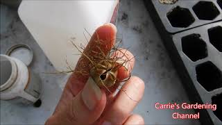 how to collect nigella seeds how to collect love in a mist seeds collecting nigella seeds [upl. by Akinert232]