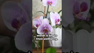 Tips for growing orchids with water orchids growingorchids 20240502 youtubeshorts gardening [upl. by Eicyac35]