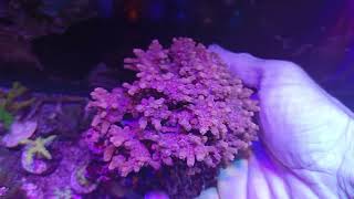 Cyphastrea decadia pink XL Coral gandalf [upl. by Peterman]