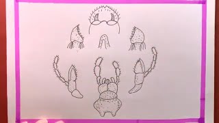 Learn to Draw REALISTIC Cockroach Mouth Parts in Just 6 Minutes [upl. by Renelle]