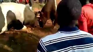 BULL FIGHTING IN IKOLOMANI KAKAMEGA COUNTY ON 24 September 2020 [upl. by Lamoureux178]