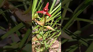 Orquídea maxillaria tenuifolia cleofatima7414 [upl. by Tobias546]