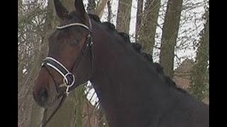 wwwsporthorsesonlinecom 2010 Hanoverian stallion [upl. by Rawlinson]