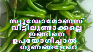 സ്യൂഡോമോണാസ് വീട്ടിലുണ്ടാക്കല്ലെ  ഇങ്ങിനെ ഉപയോഗിച്ചാൽ ഗുണങ്ങളേറെ namukkumkrishicheyyam [upl. by Atkinson]