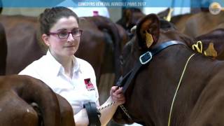 Replay  Ring de Présentation  Lundi 27 février  CONCOURS ROUGE FLAMANDE [upl. by Heddi]