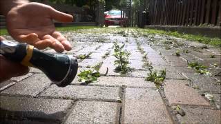 How To Remove Weeds From Interlocking Without A Pressure Washer [upl. by Ahsimac]