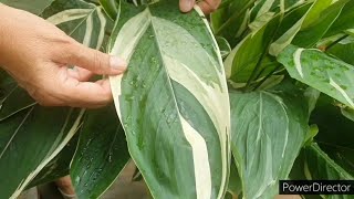 Variegated ArrowrootPrayer Plant6 Care tipsShown with time lapseMaranta Arundinacea [upl. by Netnilc]