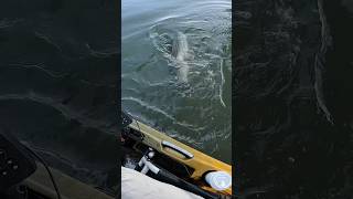 HUGE Striped Bass Eats Tautog [upl. by Aleakim]