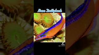 Spotlight Neon Dottyback [upl. by Eerazed]