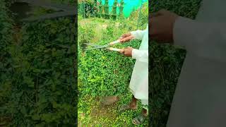 how to cutting Ball of buxus plants with cutteroutdoorplants plants rosevine greenplant plant [upl. by Garlen950]