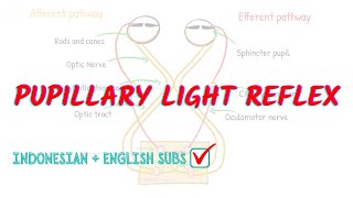 Pupillary light reflex pathway explained  Neuroaholics [upl. by Ammon]