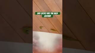 Day gecko has the high ground gecko lizard reptiles cuteanimals funnyanimals funnyshort [upl. by Oicafinob]