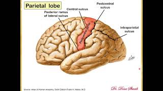 Clinical Anatomy  Cerebral Cortex lobes injury and clinical signs [upl. by Otokam663]