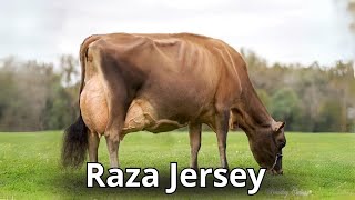 Raza de Ganado Jersey usos Origen y características [upl. by Ative]