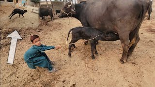 Buffalo baby running  Buffalo baby video  Chacha Bhatija vlog [upl. by Ffoeg]