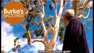 Lemonscented gum [upl. by Aneerol533]