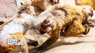 Monkey Street Fight Breaks Out Over Territory  Macaque Island 103 [upl. by Berkow292]