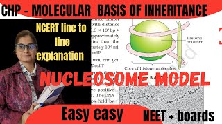 XII  Nucleosome model packaging of DNA [upl. by Okoyik887]