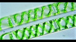 Chlorophyceae  Green algae [upl. by Odraode]