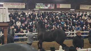 100000 Percheron gelding at Gordyville 2024 [upl. by Kim]