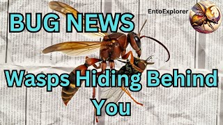 Bug News  New Species of Parasitic Wasp in Your Backyard [upl. by Fleischer831]