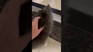 🐈‍⬛❤️ Cute neighbour Domi 🐭🐱❤️😂 cat cats furry love pets purr catnip fun funny meow cute [upl. by Haeli32]