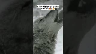 தனியா இருக்குர ஓநாய் ரொம்ப DANGER ☠️😳🔥 Why is a lone wolf dangerous lonewolf wolf tmil bioworld [upl. by Akeme320]