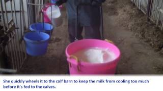 Vita Plus Calf Care Quick Tip Feeding Milk [upl. by Weatherley]