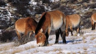 Wild Horses  Return to China  Trailer [upl. by Roanne42]