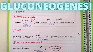 Gluconeogenesi cosa bisogna sapere Lezioni di biochimica 👌 [upl. by Pricilla82]