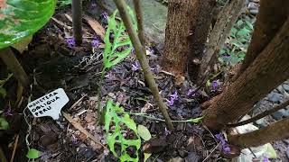 MONSTERA OBLIQUA PERU most hunted produced a runnerH O O R A YI am so happy [upl. by Emoraj707]