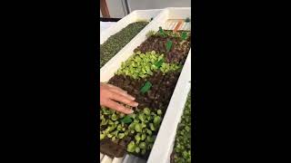 Hydroponics Howto Working With Pelleted Seeds [upl. by Ruckman]