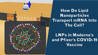 Lipid Nanoparticles  How do they work  Structure of LNPs  LNPs in mRNA vaccine PfizerModerna [upl. by Carpet]