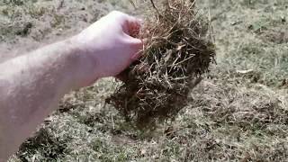 How to dethatch lawn for beginners [upl. by Noicpesnoc]